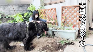 猫と犬と私の借家生活！猛暑のスイカ！