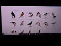 Bird Watching and Citizen Science