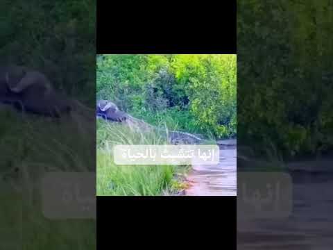 الإصرار علي الحياة يفعل المستحيل .. Insisting on life does the impossible
