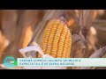 Corn Harvest and Production in Paraná