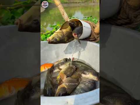 Amazing Challenge Fishing With Plastic Pipe In Pond | Challenge Fishing ✅#challenge #fishing #shorts