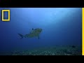 Shark Attack Patterns and Historical Analysis