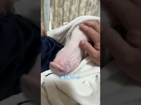 旦那よ、一体いつから噛まれないと錯覚していた？ #shorts #ブタ #豚 #pig #piggy