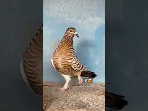 Fancy pigeon lovers 🕊😍 #pigeon #kabootar #güvercin #kabutar #shorts #fancy #video #fypシ #birds