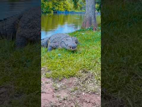 Amaira ka pas crocodile agya😱#funny #mumma #kids #kiyanashorts #dangerous #viral #trending #shorts