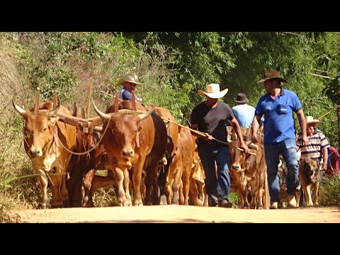 MUTIRÃO PUXADA DE LENHA NA ROÇA DO DONATO