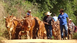 MUTIRÃO PUXADA DE LENHA NA ROÇA DO DONATO