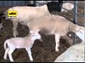 Sheep Farming Profitability and Management