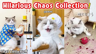 🤣Hilarious Chaos Collection! | That Little Puff