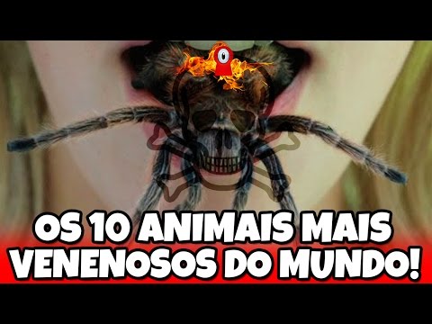 OS 10 ANIMAIS MAIS VENENOSOS DO MUNDO