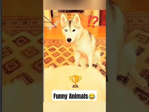 Funny Animals #pets #cat #dog #cute #animals #viral #funnyvideos #jabayrante