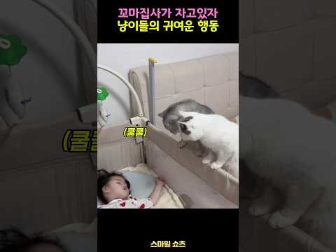 꼬마집사가 자고 있자 냥이들의 반응