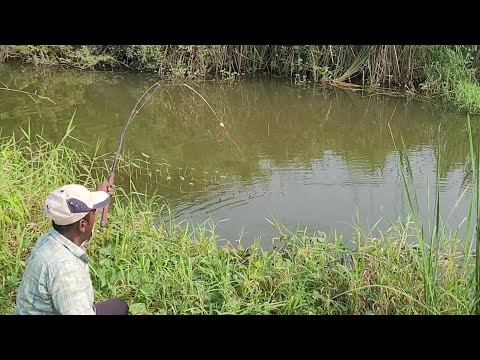 Fisher MAN Catching 🎣 in FOLAT FISHING IN BIG TILAPIA FISHES