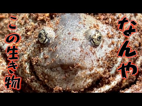 生き物イベントにいた謎の生き物の正体…！