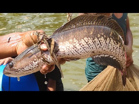 Best Net Fishing - Big Fish Catching Using by Net in The Village Pond