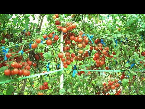 Enjoy beautiful nature with rural life 368 # MP Fresh #fruit #countrylife #farming #freshvegetables