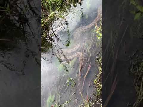 ¿Gigantes del Amazonas? Anacondas ASOMBROSAS en su hábitat natural
