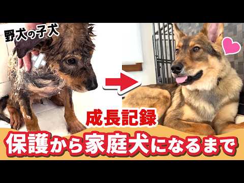 【子犬　子猫　保護犬】群れからはぐれた子犬　保護後の成長記録