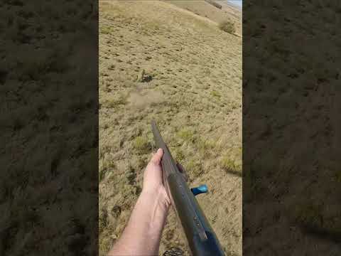 Helicopter Hog Kill Shots #hunting