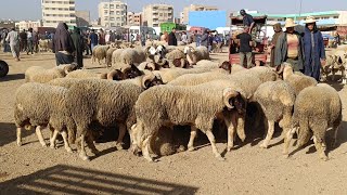 مباشرة من أحد فاس 27/7/2025 أثمنة الحولي والخروف الكسابي والنعجة وخروفة فرجة ممتعة