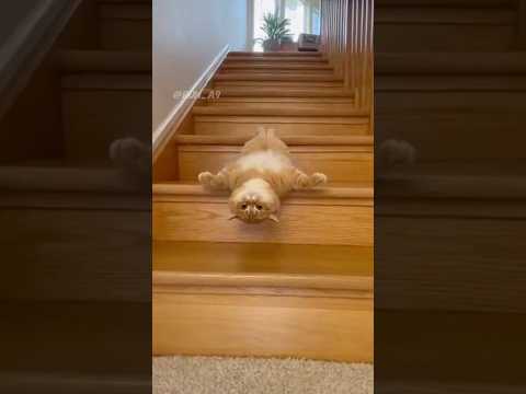 Kittens Love Slides Too|子猫も滑り台が大好き|아기 고양이도 미끄럼틀 좋아해