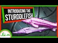 Hybridization and Adaptations in Research