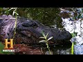 Bayou Hunters: Gator Challenges and Strategies