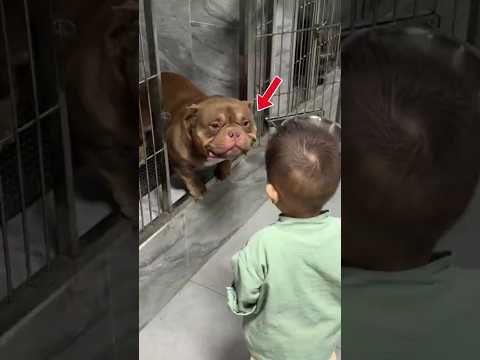 This Pit Bull Chose a Little Boy ❤️🐶