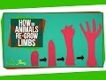 Regeneration in Animals