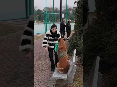 TERHARU ❗ Anjing Menolong Tanpa Imbalan #Shorts #anjing #animals