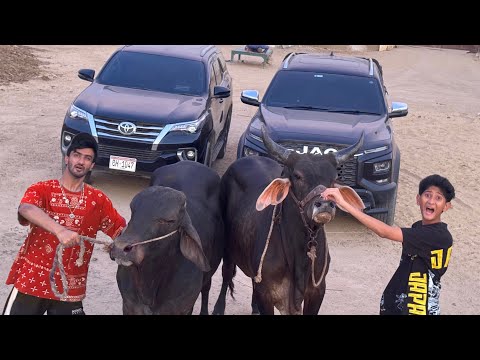My Dala vs Toyota Fortuner vs Angry Bulls!