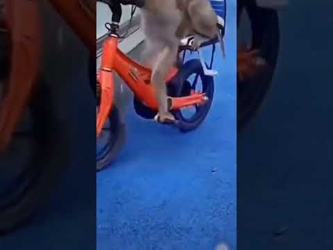 #cliptrieuview Khỉ đi xe đạp..Cả nhà cho 1đăngkí 1subscribe ạ #thucung #dongvathaihuoc #cutepets