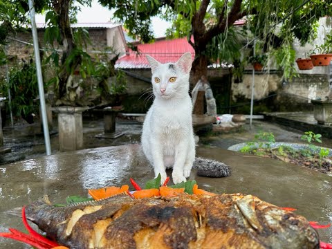 a fish for my cats #cats #catvideos #catlover #cat @keotv7278