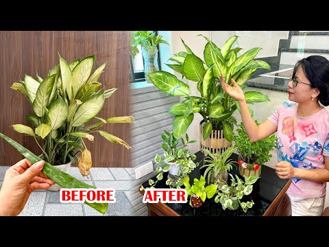 If Your Plant Has Burned Leaves, Do This | Bonsai Care Tips You Should Know