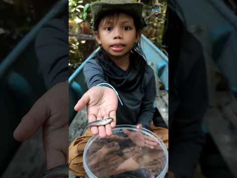 Dapat ikan limuk||perolehan bubu seruak||#fishing #shorts