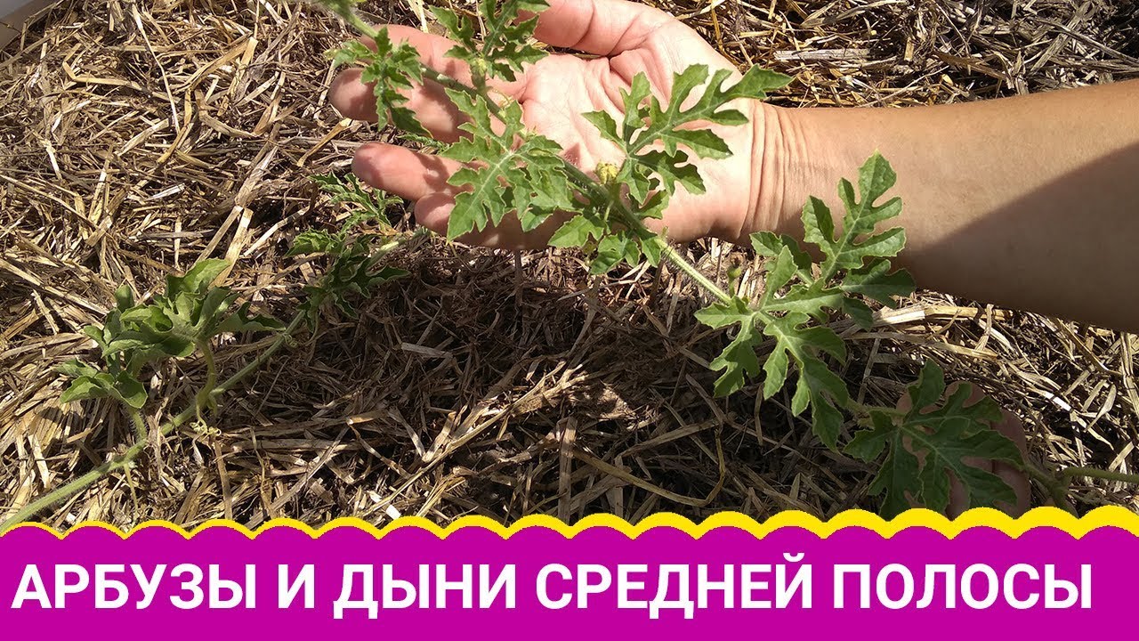 Экстремальные арбузы и дыни средней полосы. Взрыв роста!