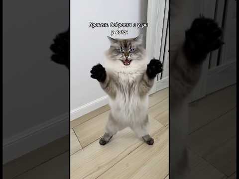 Уровень бодрости с утра: мой vs кота 😁