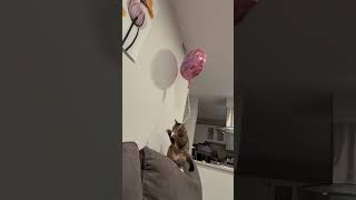 Just a tiny kitty and her pink balloon 🎈🐾