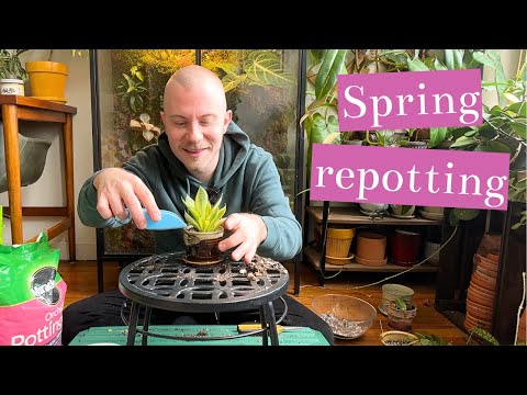 Repot With Me! (AND Sharing Huge Life News !!) | Spring 2025