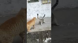 Pelea de gato #mascotas #pets #gatitos #gatoviral