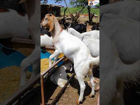 देशी बकरी पालन में लाखों कमाई। #omprakashausar #goatfarm #bakripalankaisekare #goathusbandry