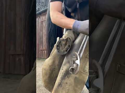 She wasn’t having it at first but we got there in the end 😅 #farrier #horse #asmr