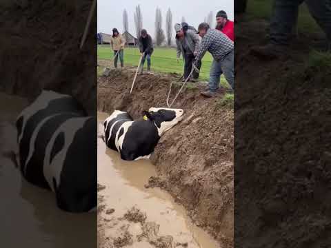 🐄 Rescate Extenuante de Gran Vaca Atrapada en Lodazal Profundo #vaca #rescate