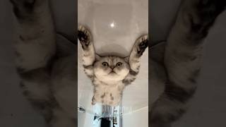 This Cat Is Way Too High! 🐱💨