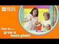 Growing Bean Plants: Essential Knowledge