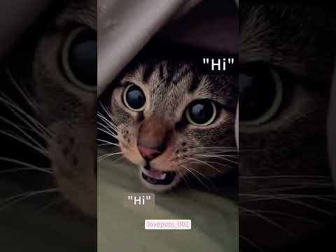 Talking Cats Will Make Your Day! 😹🗣️