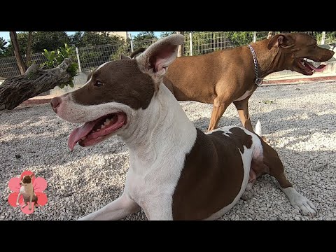 Learn how to enjoy watching Happy Dogs play at the Park