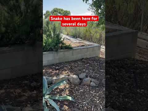 Rattlesnake SCARES homeowner #animals #shorts