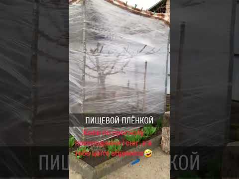 В Молдавии и Украине крестьяне спасают огурцы и редиску от внезапных морозов
