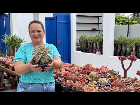 Carroça de Suculentas e Como Manter Sua Estufa Fresquinha